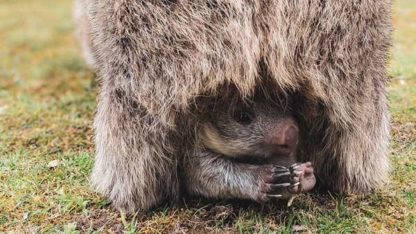 Cientificos Explican Por Que Los Wombats Generan Heces En Forma De Cubo 1, Planeta Incógnito