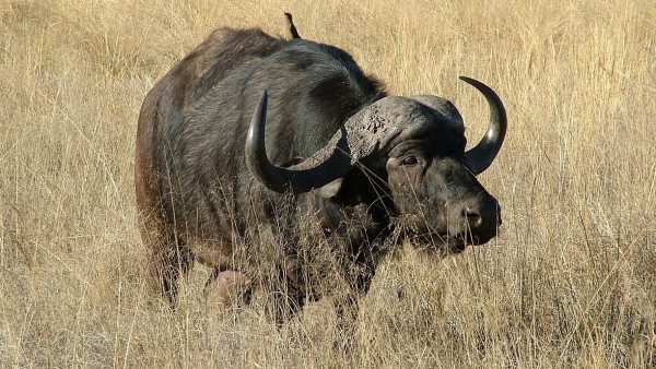 El Misterioso Caso De Los 400 Bufalos Ahogados Entre Namibia Y Botsuana, Misterio y Ciencia en Planeta Incógnito: Revista web y podcast