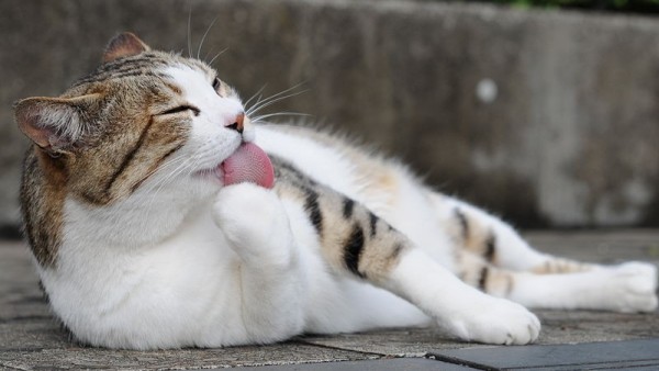 gato lengua