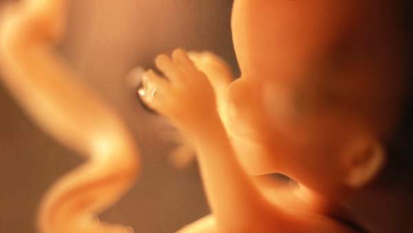 Un Estudio Revela El Mapa Celular De Un Embarazo Sano Un Avance Para Atajar En El Futuro Los Abortos Espontaneos, Misterio y Ciencia en Planeta Incógnito: Revista web y podcast