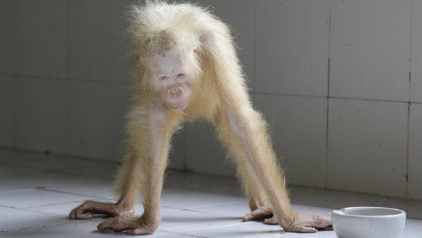 Alba La Primera Orangutan Albina Conocida Ha Sido Liberada En La Selva De Indonesia, Planeta Incógnito