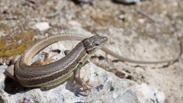 Sabrias Reconocer A Estos Reptiles Todos Ellos Presentes En Espana, Planeta Incógnito