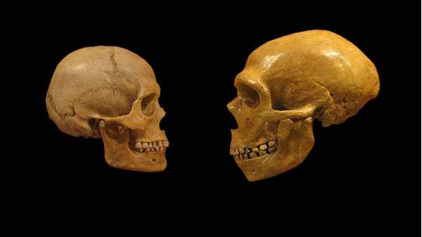 Un cráneo de humano moderno (i) comparado con el de otros homínidos (d).
