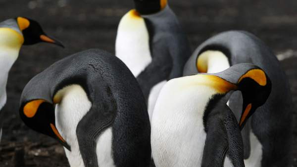 Bluff Cove Lagoon, el hogar de los pingüinos