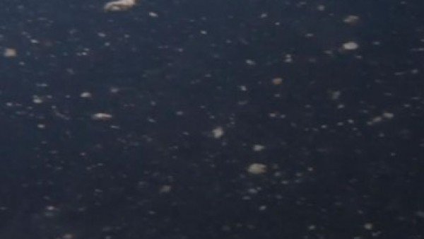 Grupo de científicos hallan restos de crustáceos bajo el hielo antártico