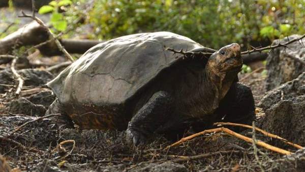 Encuentran En Galapagos Una Tortuga Gigante Considerada Extinta Desde Hace Cien Anos, Planeta Incógnito