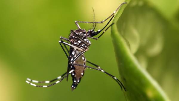 Logran Que Los Mosquitos Dejen De Picar Usando Farmacos Para El Apetito En Humanos, Misterio y Ciencia en Planeta Incógnito: Revista web y podcast