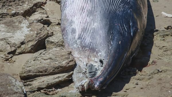 Un Estudio Encuentra Microplasticos En Todos Los Cadaveres De Ballenas Focas Y Delfines Analizados, Planeta Incógnito