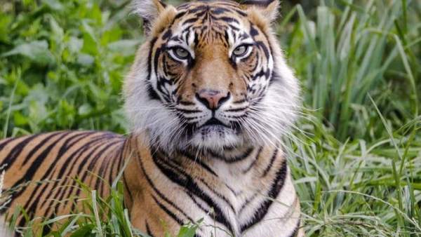 Una Tigresa De 10 Anos Asesinada Por El Macho Con El Que Querian Aparearla En El Zoo De Londres, Planeta Incógnito
