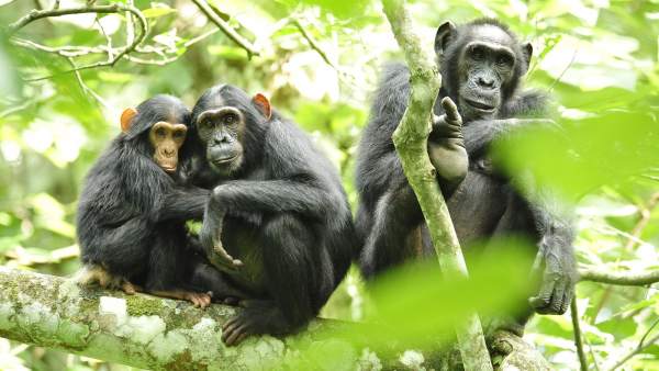 El Ser Humano Altera Gravemente El Comportamiento De Los Chimpances Salvajes, Planeta Incógnito