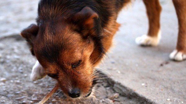 Un Estudio Confirma Que Los Preparados De Carne Cruda Para Perros Contienen Altos Niveles De Bacterias, Planeta Incógnito