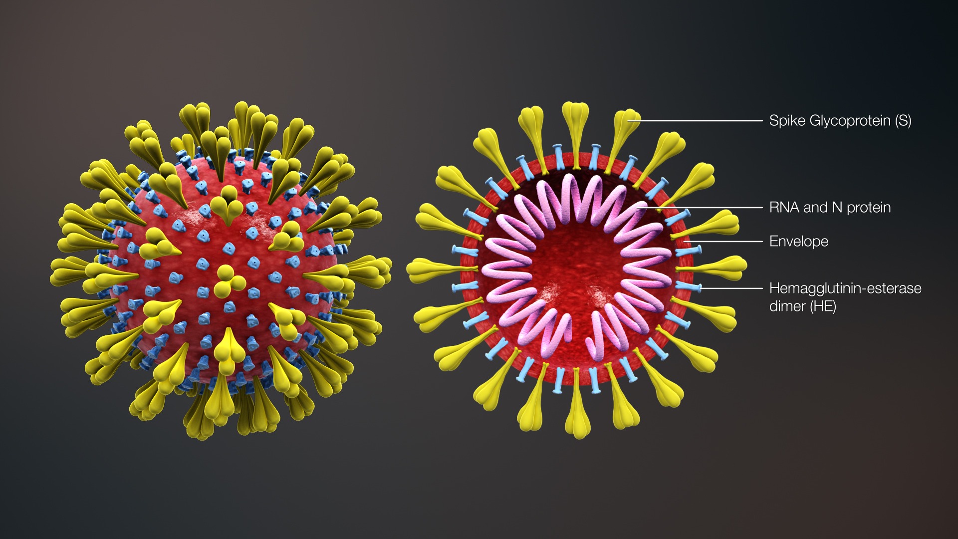 Gráfico en 3d de un Coronavirus