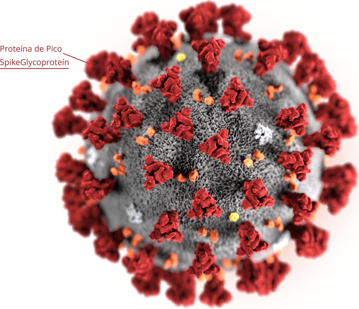 Fig1.- Las proteínas de pico (rojo grante en la fotografía), son las que le sirven al virus para identificar y engancharse a las células huéspedes, permitiendo la inserción del genoma vírico. Esquema más extenso del ciclo de infección del SARS Cov-2 en la figura 2.