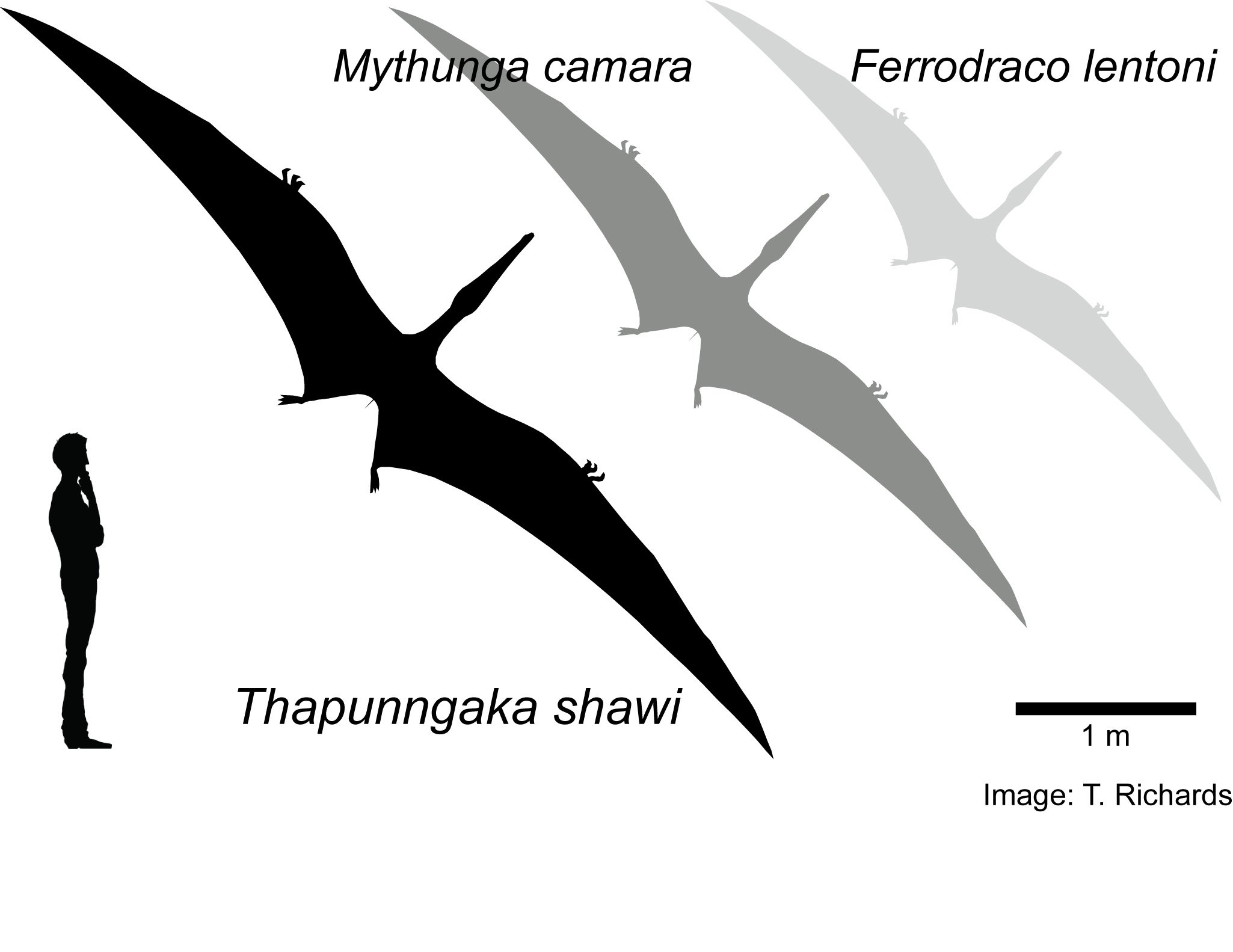 Siluetas hipotéticas de pterosaurios australianos que muestran tamaños de envergadura relativos. 1.8 m humano para escala. Crédito Tim Richards. El descubierto sería varias veces más grande.