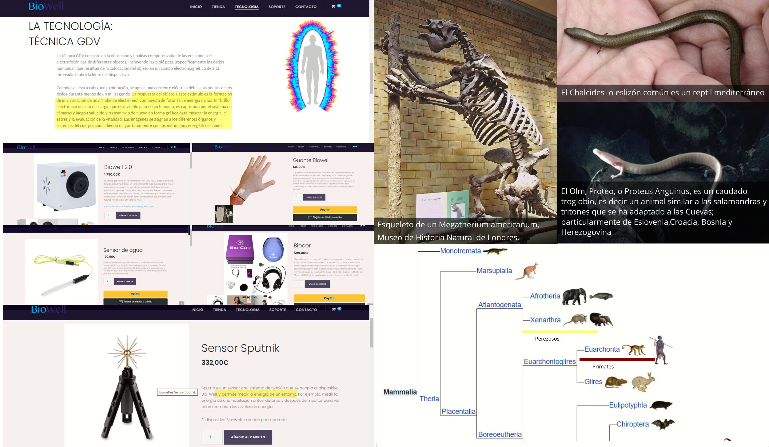imágenes que ilustran elcomentario, productos vendidos por Korotkov, lineas evolutivas, fotografía de esqueleto de megaterio